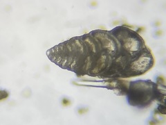 Bolivina