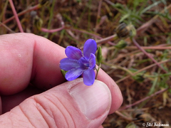 Conanthera campanulata