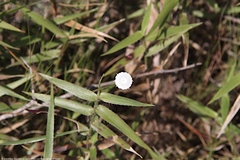 Paepalanthus chiquitensis