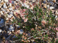 Eriogonum fasciculatum polifolium