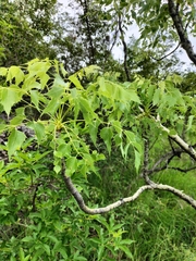 Steganotaenia araliacea