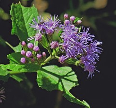 Chromolaena laevigata