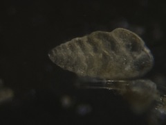 Bolivina