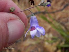 Conanthera trimaculata