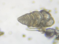 Bolivina