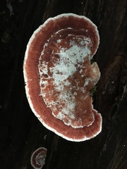 Rhodofomitopsis feei