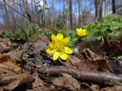 Ficaria verna