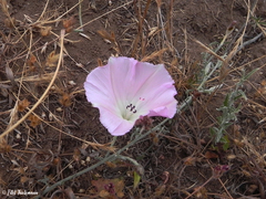 Convolvulus chilensis
