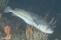 Pseudophycis palmata