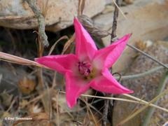 Convolvulus chilensis