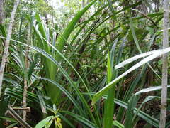 Benstonea lauterbachii