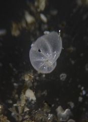 Nonionella pulchella