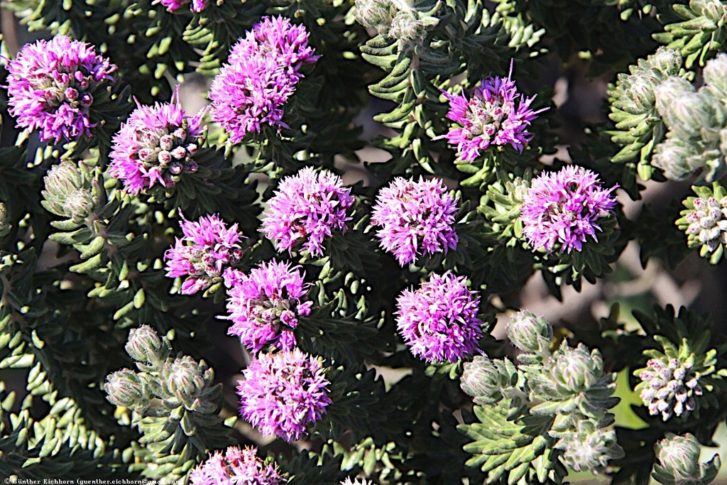 Lychnophora granmogolensis