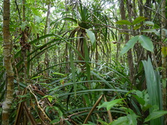 Benstonea lauterbachii