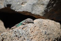 Gallotia atlantica