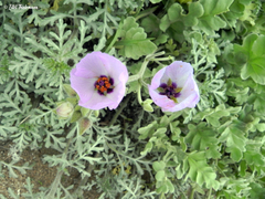 Cristaria glaucophylla