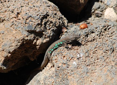 Atlantic Lizard, Gallotia atlantica