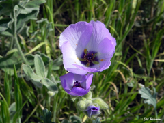 Cristaria glaucophylla