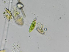 Euglena viridis