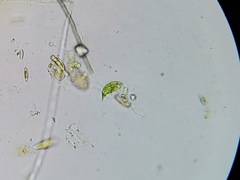 Euglena viridis