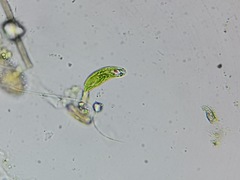 Euglena viridis