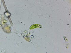 Euglena viridis