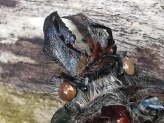 Sphaenognathus feisthamelii