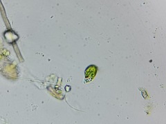 Euglena viridis