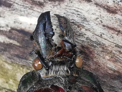 Sphaenognathus feisthamelii