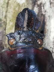 Sphaenognathus feisthamelii