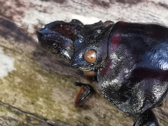 Sphaenognathus feisthamelii