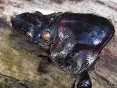 Sphaenognathus feisthamelii