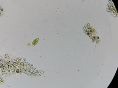 Euglena viridis