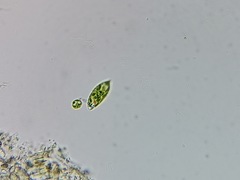 Euglena viridis