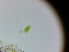 Euglena viridis