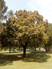 Quercus ilex