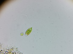 Euglena viridis