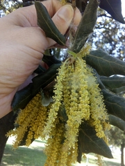 Quercus ilex