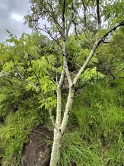 Steganotaenia araliacea