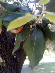 Quercus ilex