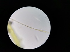 Bacillaria paxillifera