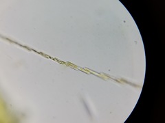 Bacillaria paxillifera