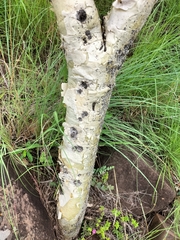 Steganotaenia araliacea