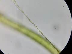 Bacillaria paxillifera