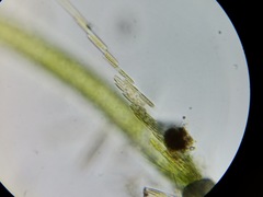 Bacillaria paxillifera