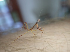 Stagmatoptera cerdai