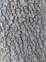 Quercus ilex