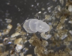 Nonionella pulchella