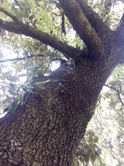 Quercus ilex