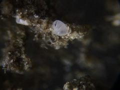 Nonionella pulchella